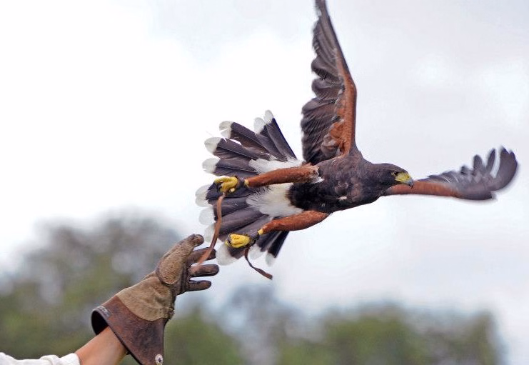 Unbound Falconry