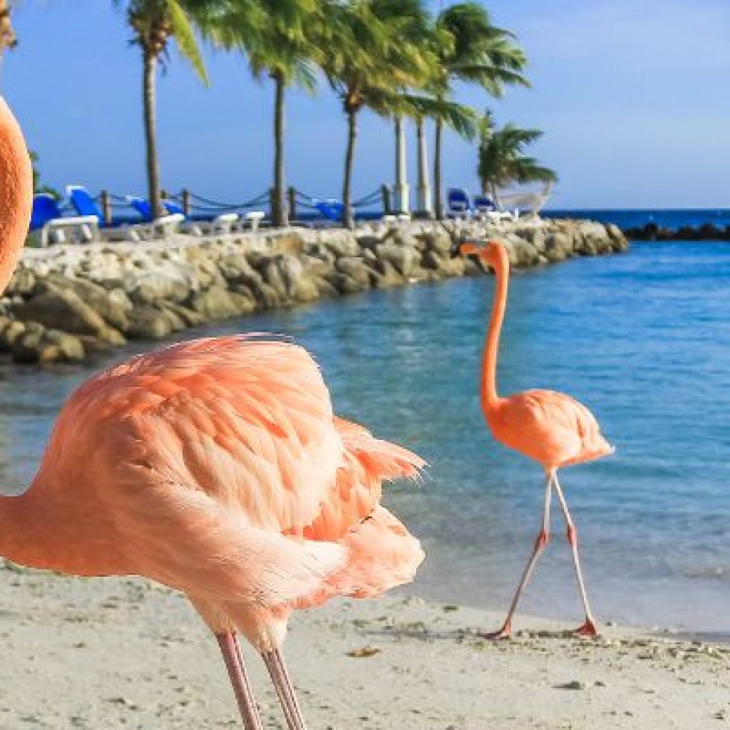 Aruba