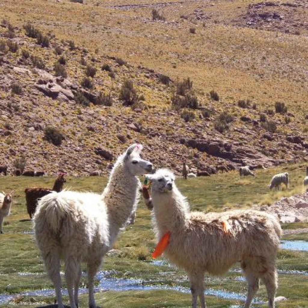 Bolivia