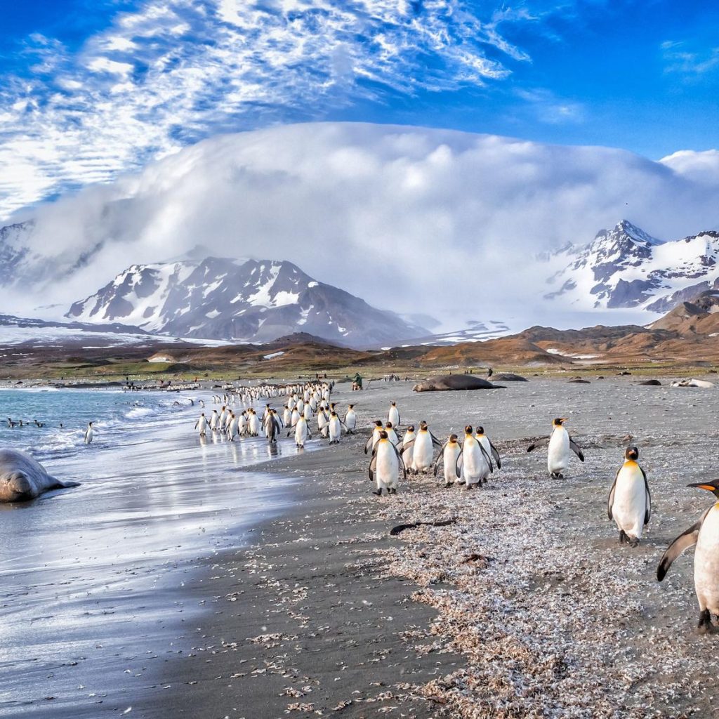 Falkland Islands (Malvinas)