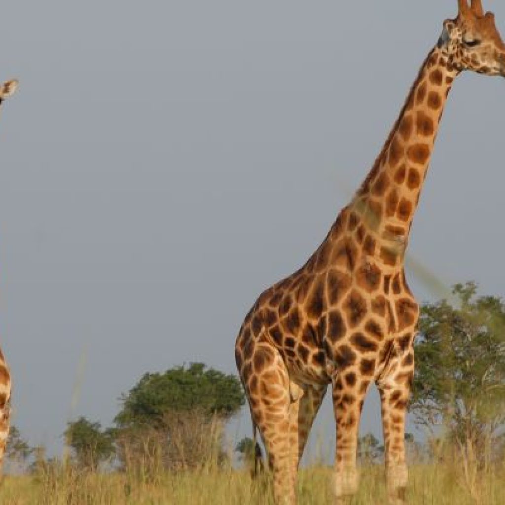 Uganda