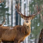 A Toosikannu Wildlife Watching Adventure