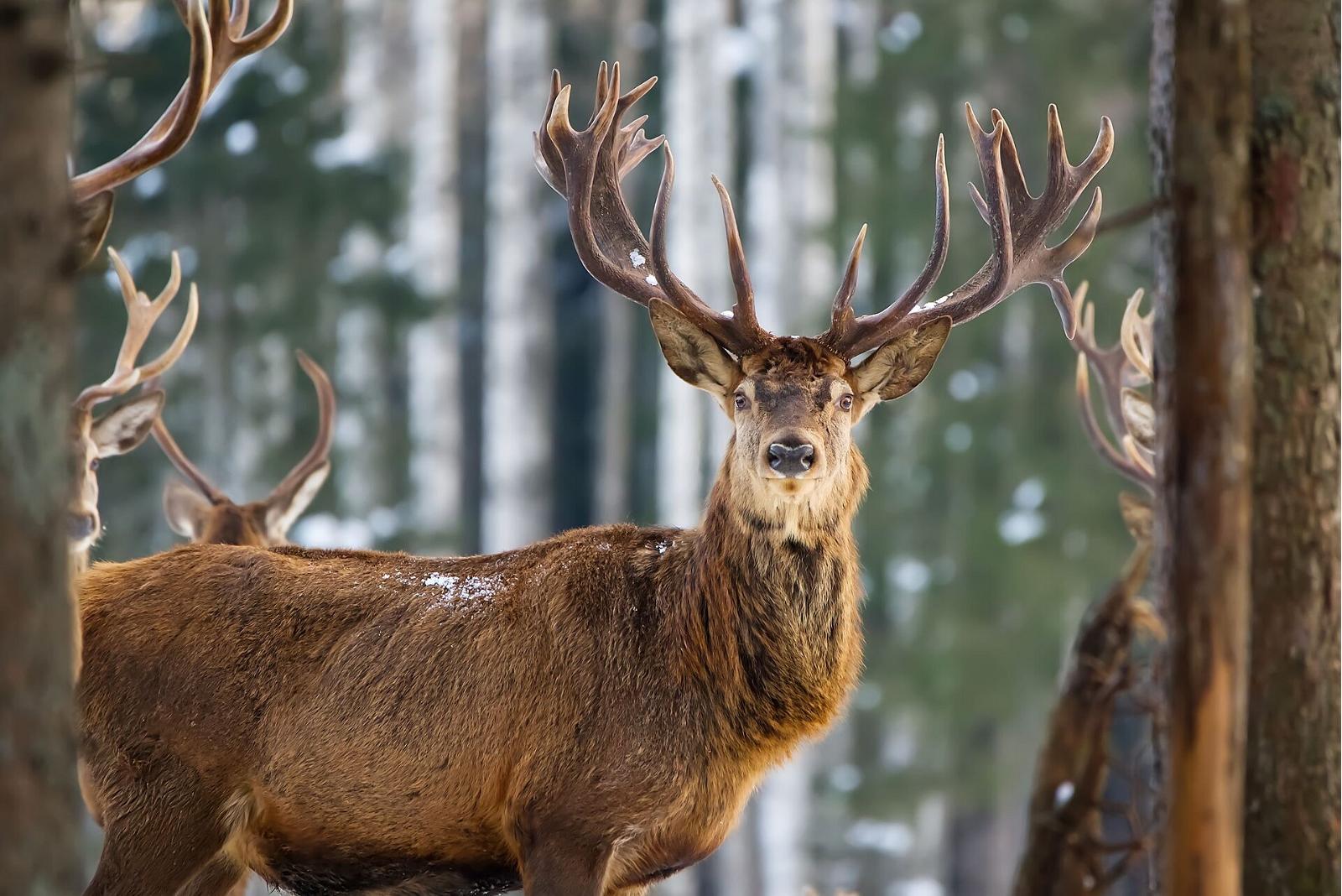A Toosikannu Wildlife Watching Adventure