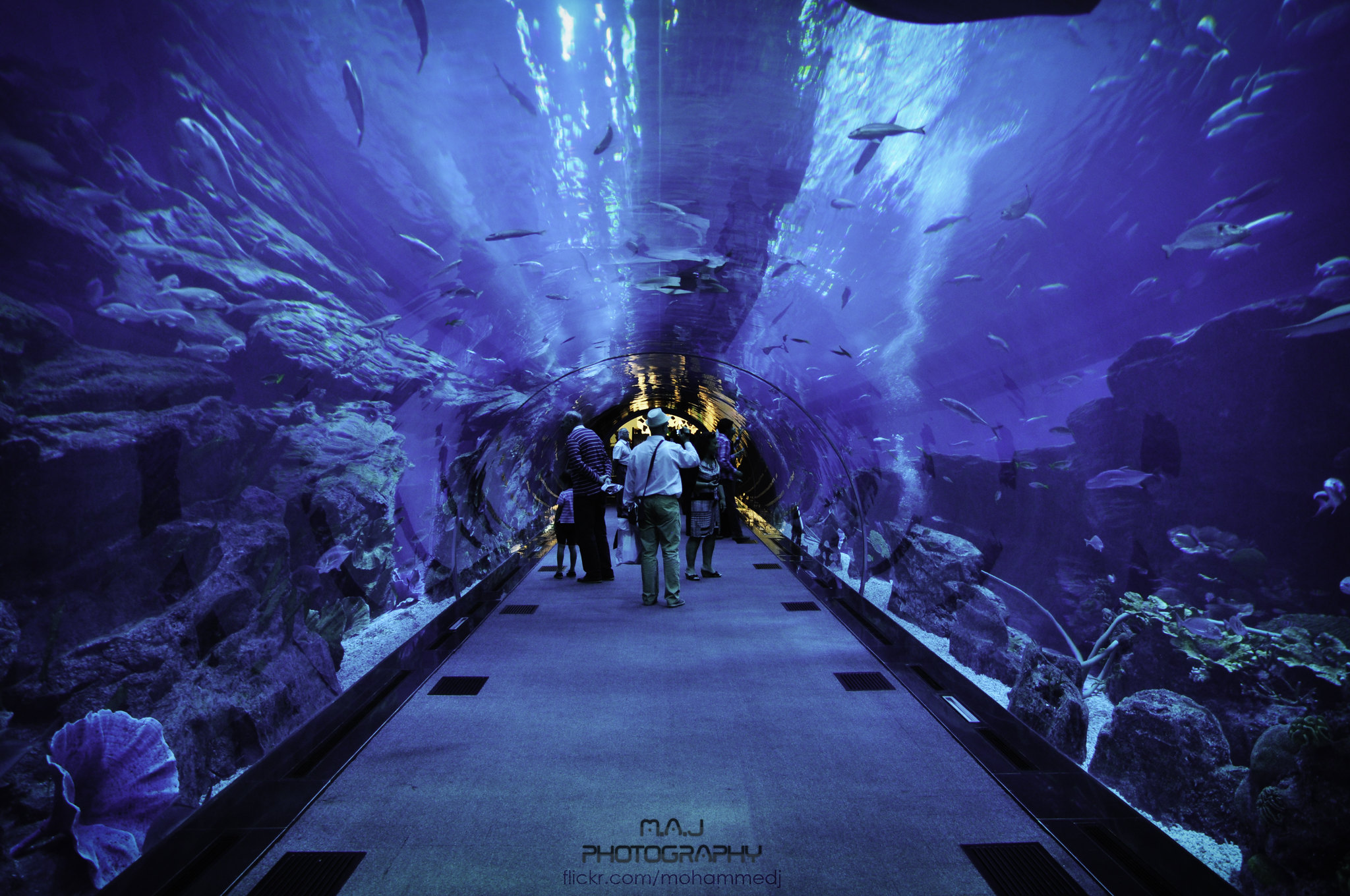 Exploring Dubai Aquarium & Underwater Zoo