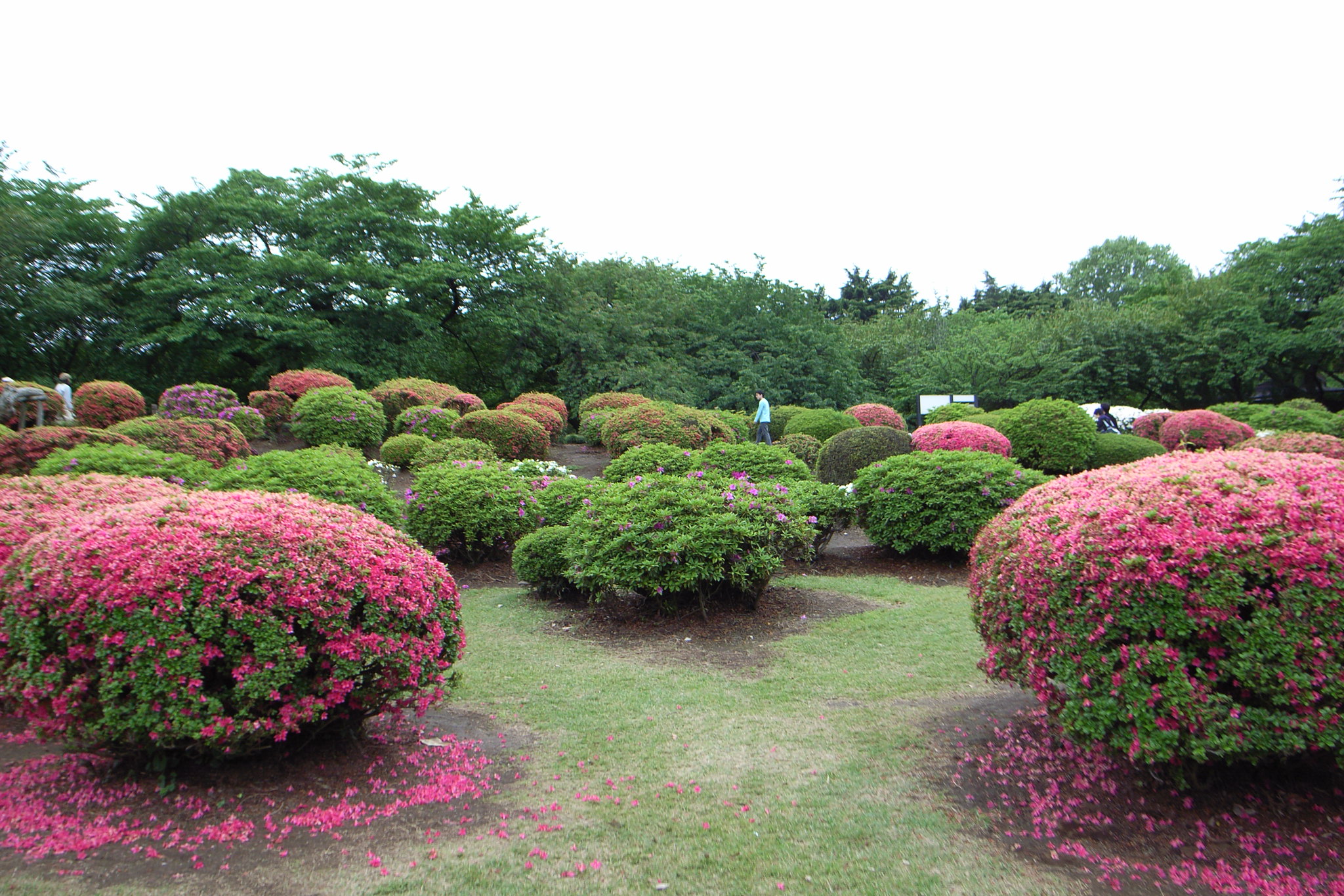 Shinjuku Gyoen National Garden