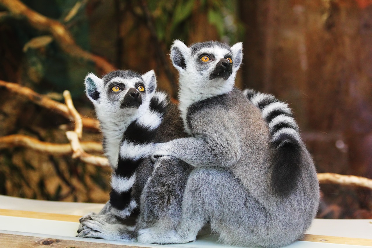 Artis Royal Zoo: A Living Museum in Amsterdam