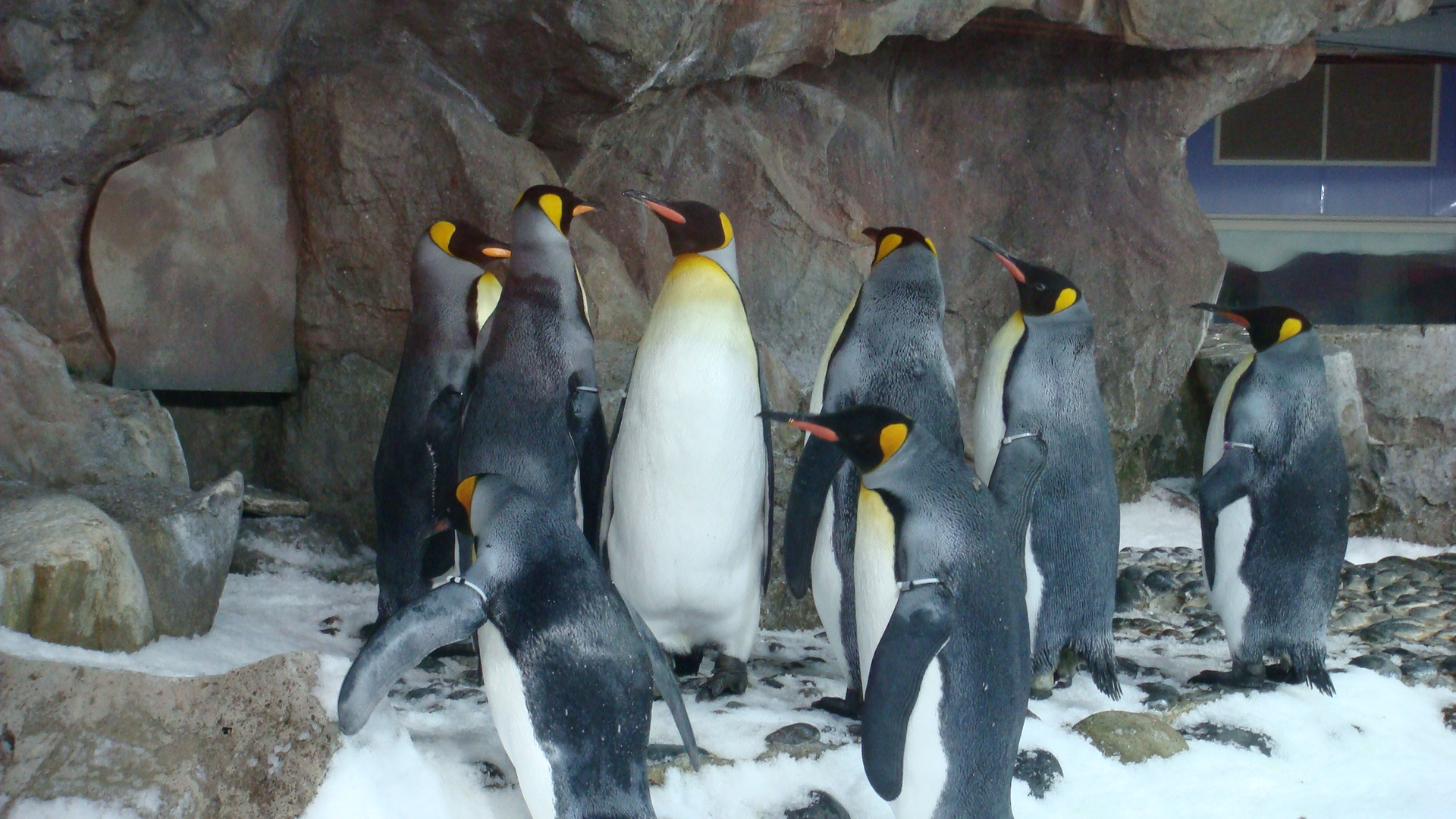 SEA LIFE Kelly Tarlton’s Aquarium – Underwater World at New Zealand