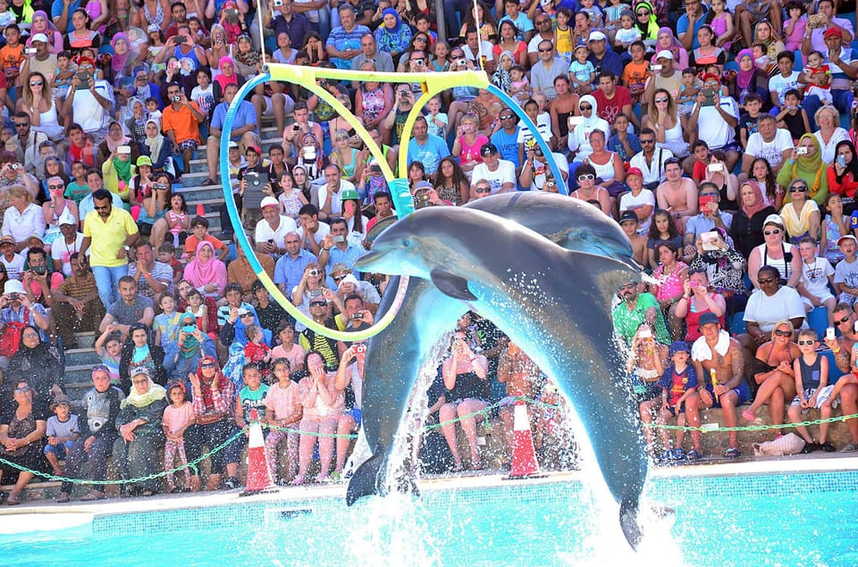 Dolphin Show & Optional Swimming w/Dolphins