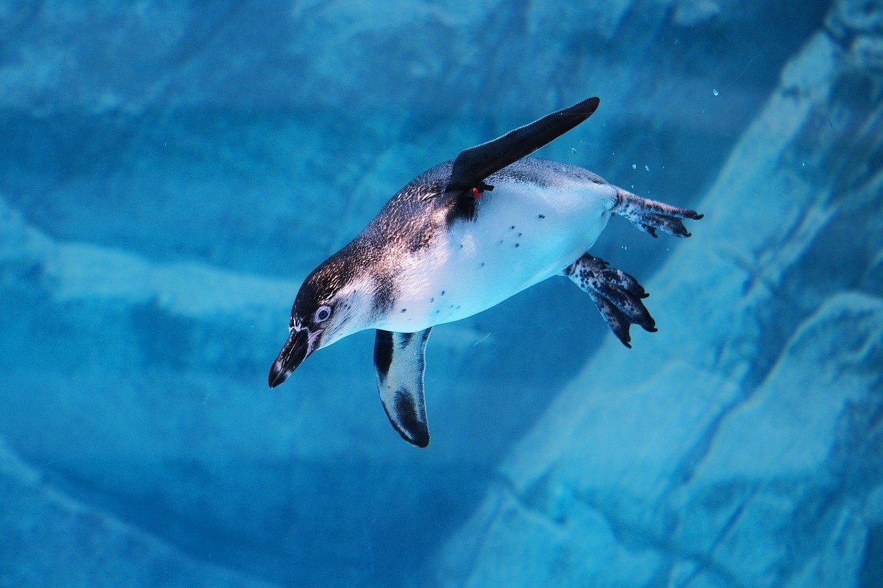 SEA LIFE Melbourne Aquarium – Massive Variety of Marine Creatures