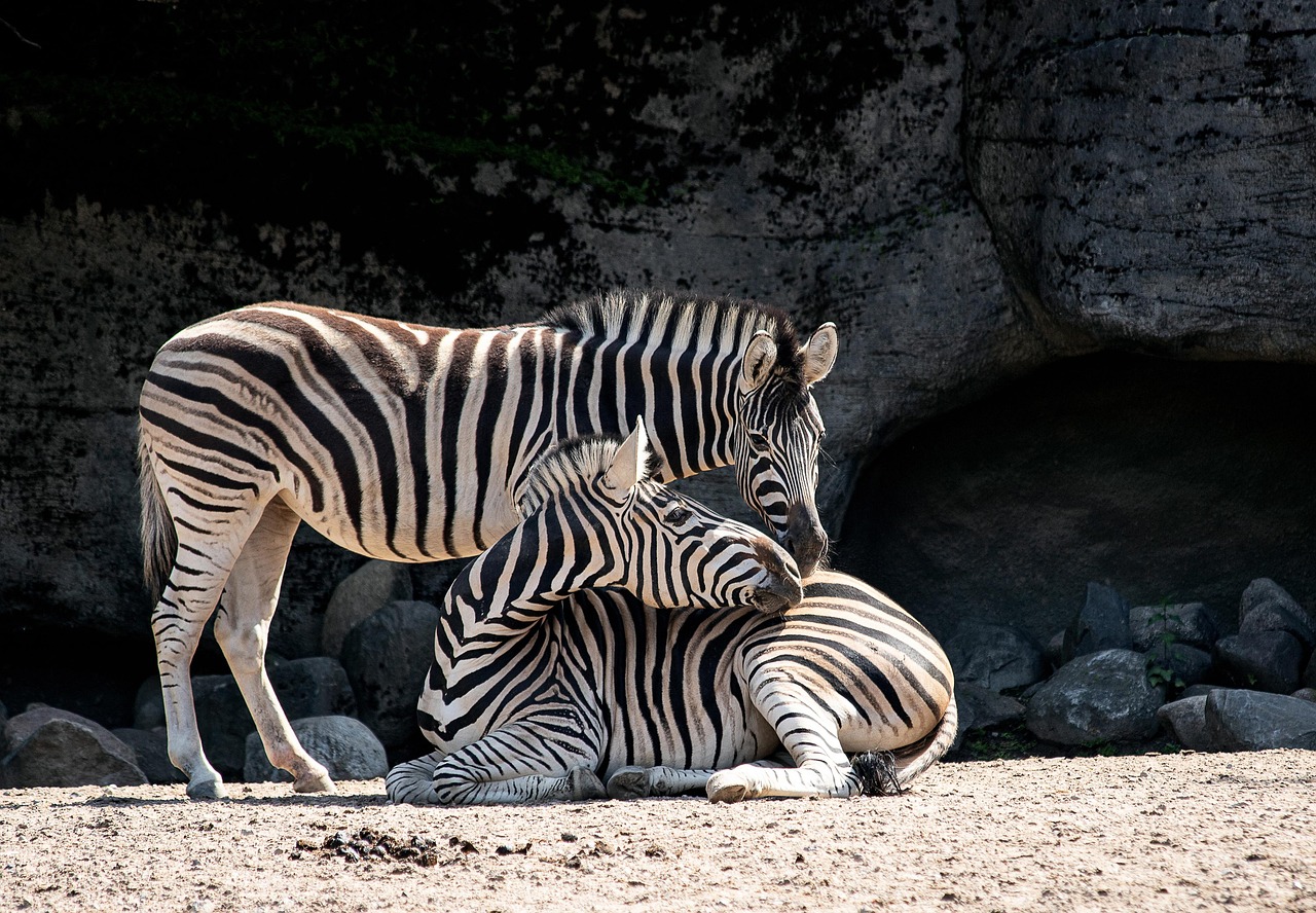 Zoo Atlanta – A Wild Adventure For All Ages