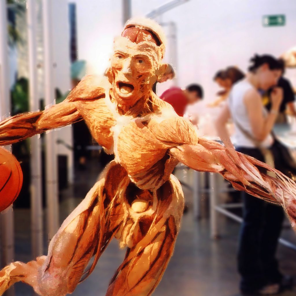 Body Worlds Museum