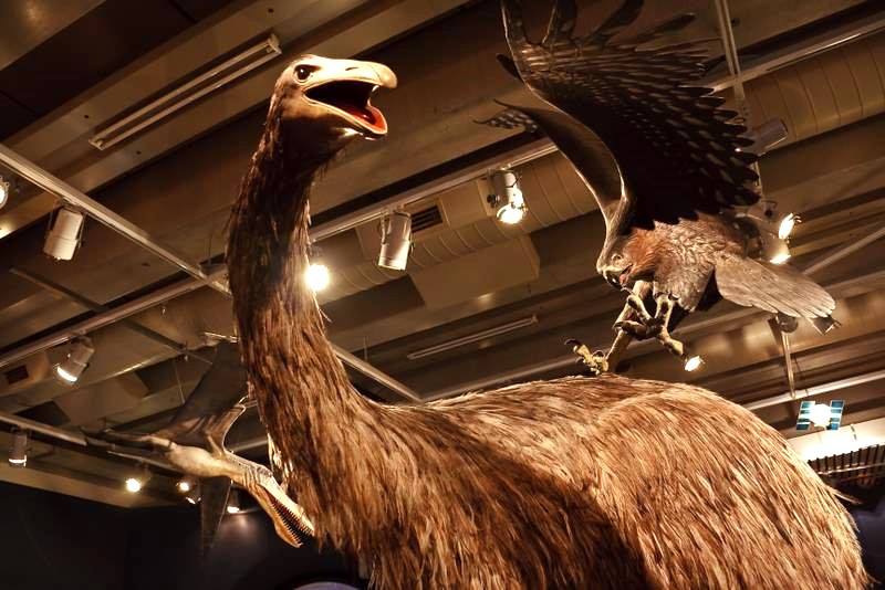 Te Papa Tongarewa: New Zealand’s National Treasure