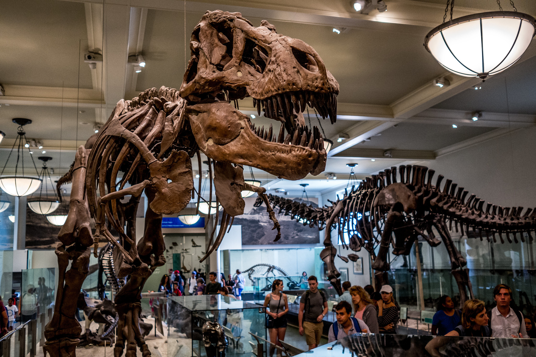 American Museum of Natural History: A Journey Through Science and Time