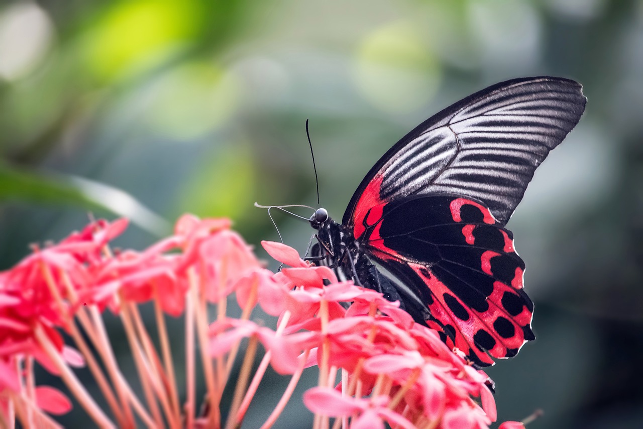 Aruba Butterfly Farm: A Magical Encounter with Nature