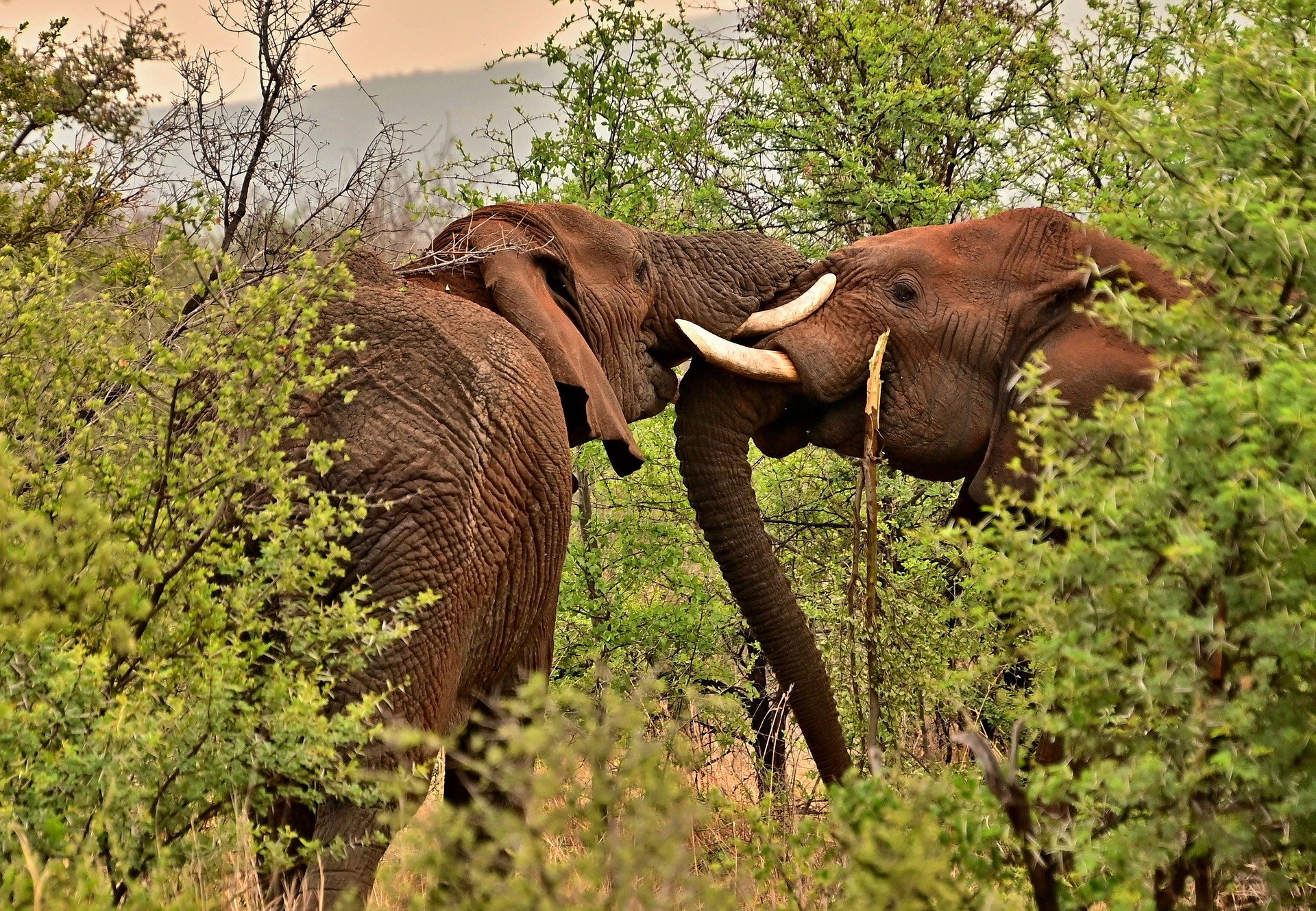 Dzanga-Sangha Reserve: A Wildlife Haven in the Heart of Africa