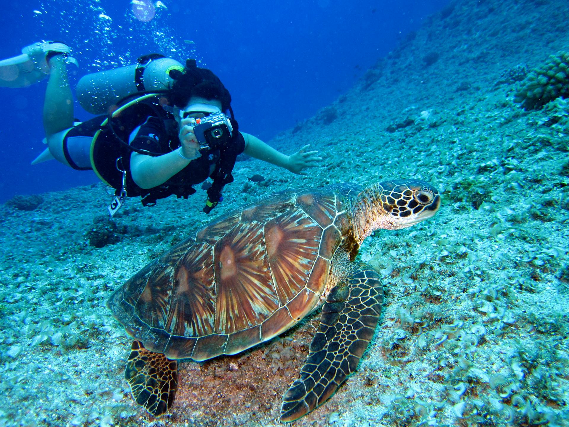 Daymaniyat Islands: The Underwater Paradise
