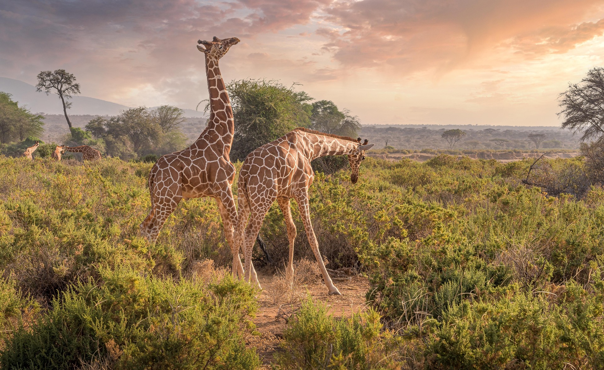 Moremi Wildlife Reserve: A Pristine Safari Paradise in Botswana