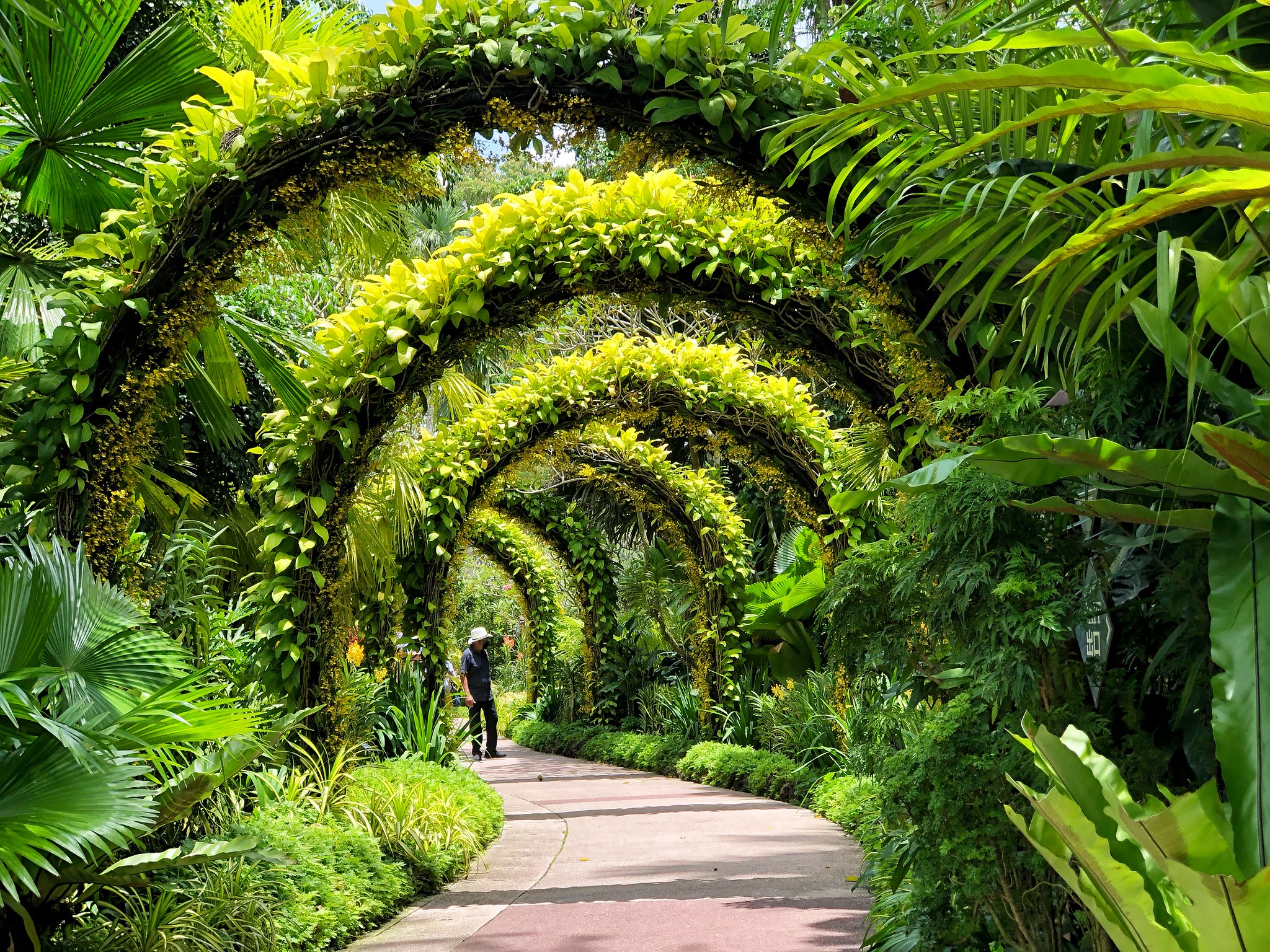 Singapore Botanic Gardens: A Lush Tropical Paradise