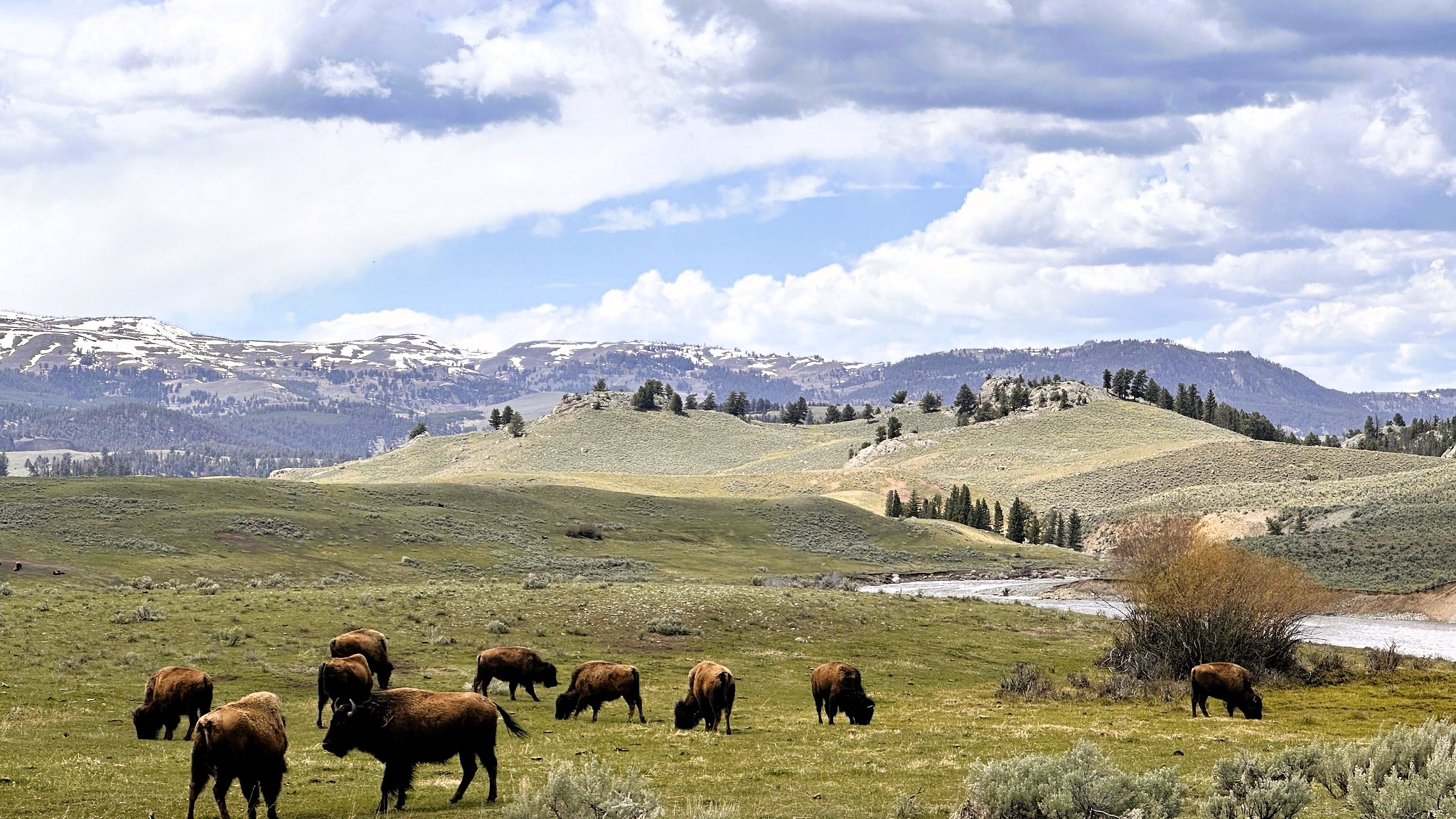 Yellowstone National Park - Lamar Valley