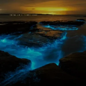 Auckland Bioluminescence Kayak Tour