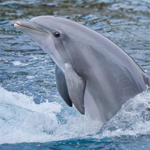 Swim with Dolphin & Snorkeling Adventure in Hurghada