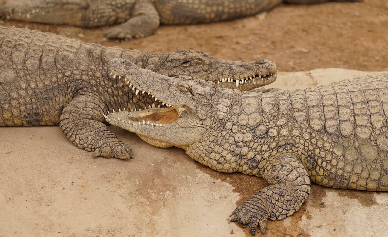 Dubai Crocodile Park Tour with Private Transfers