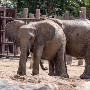 Dubai Frame & Safari Park Tour with Transfers