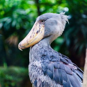 Mabamba Swamp & Entebbe Botanical Gardens Tour Adventure