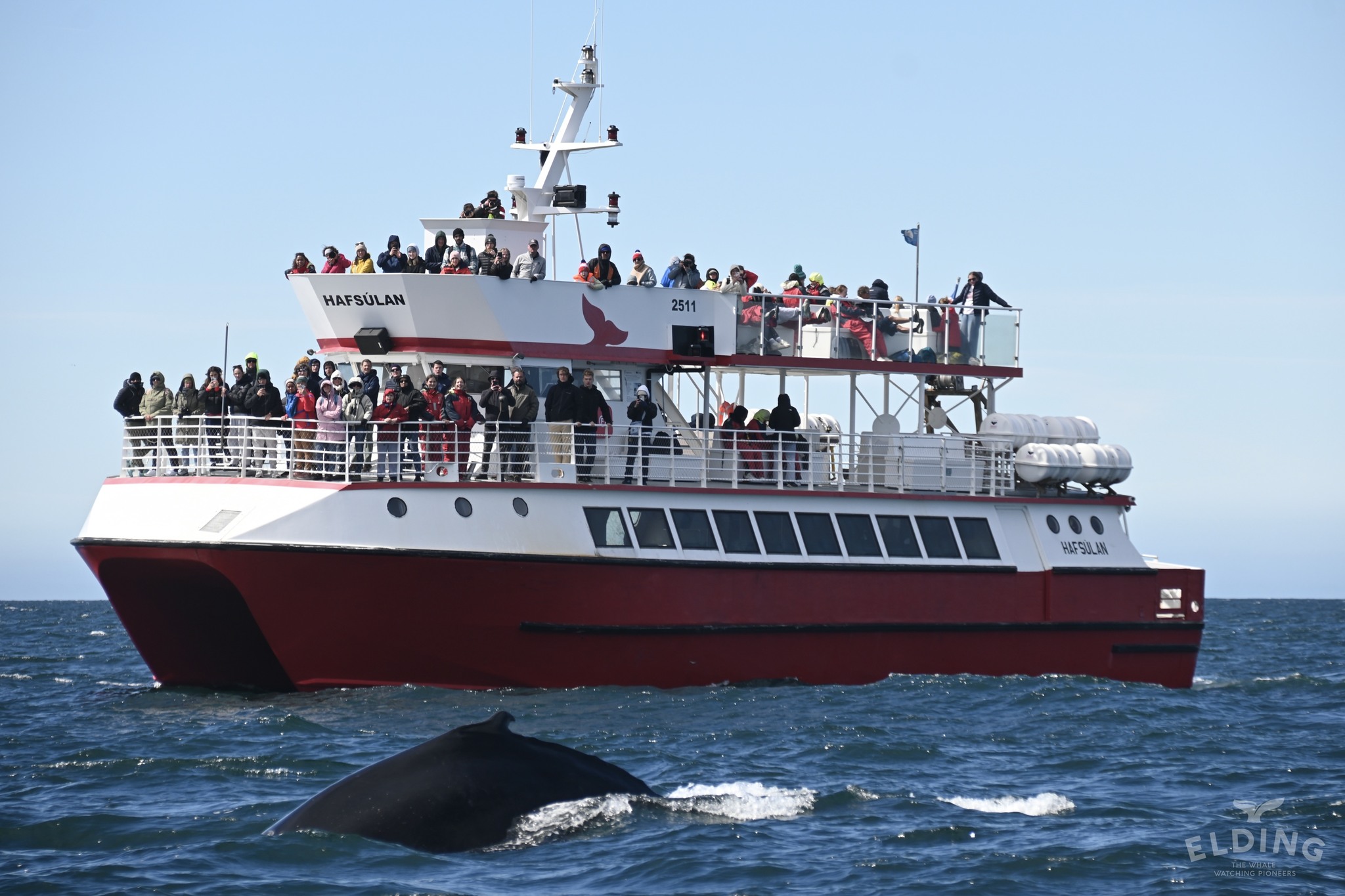 Akureyri Classic Whale Watching Tour in Fjord