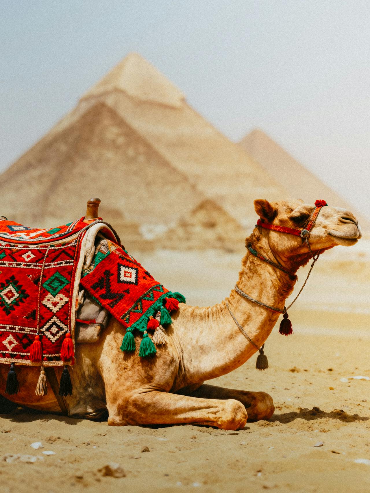 Giza Pyramids Tour Camel Ride and Lunch