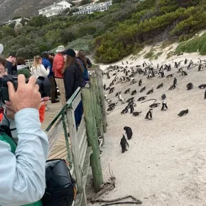 Cape Town Beach and Cape Point Tour