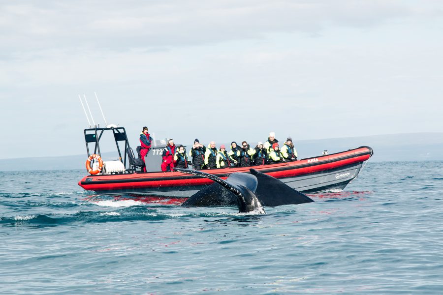 Húsavík Big Whales & Puffins RIB Boat Tour