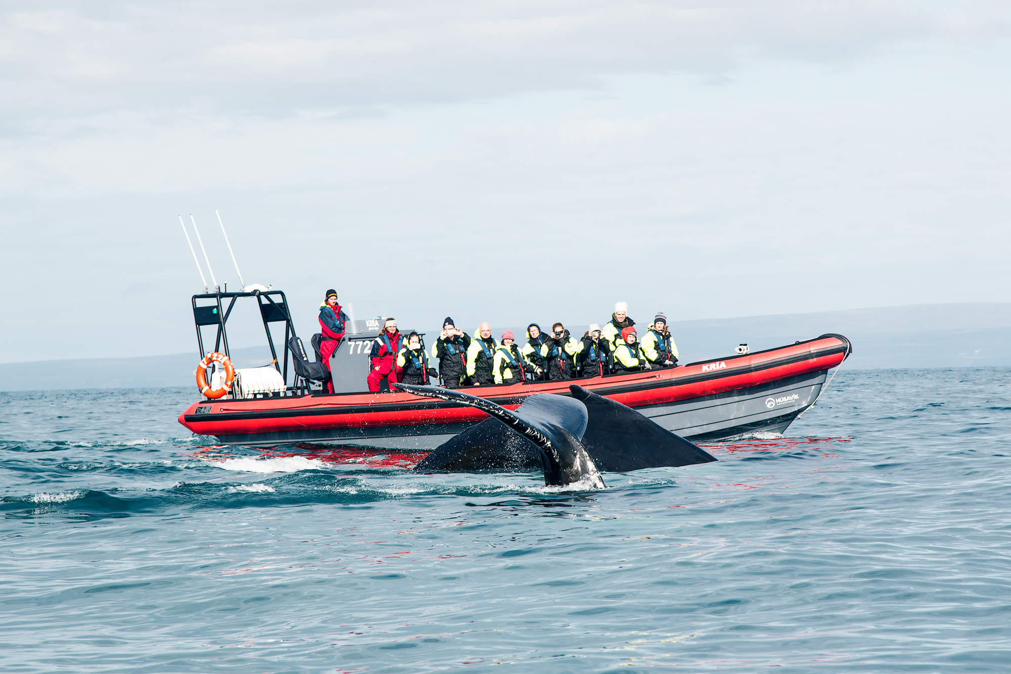 Húsavík Big Whales & Puffins RIB Boat Tour
