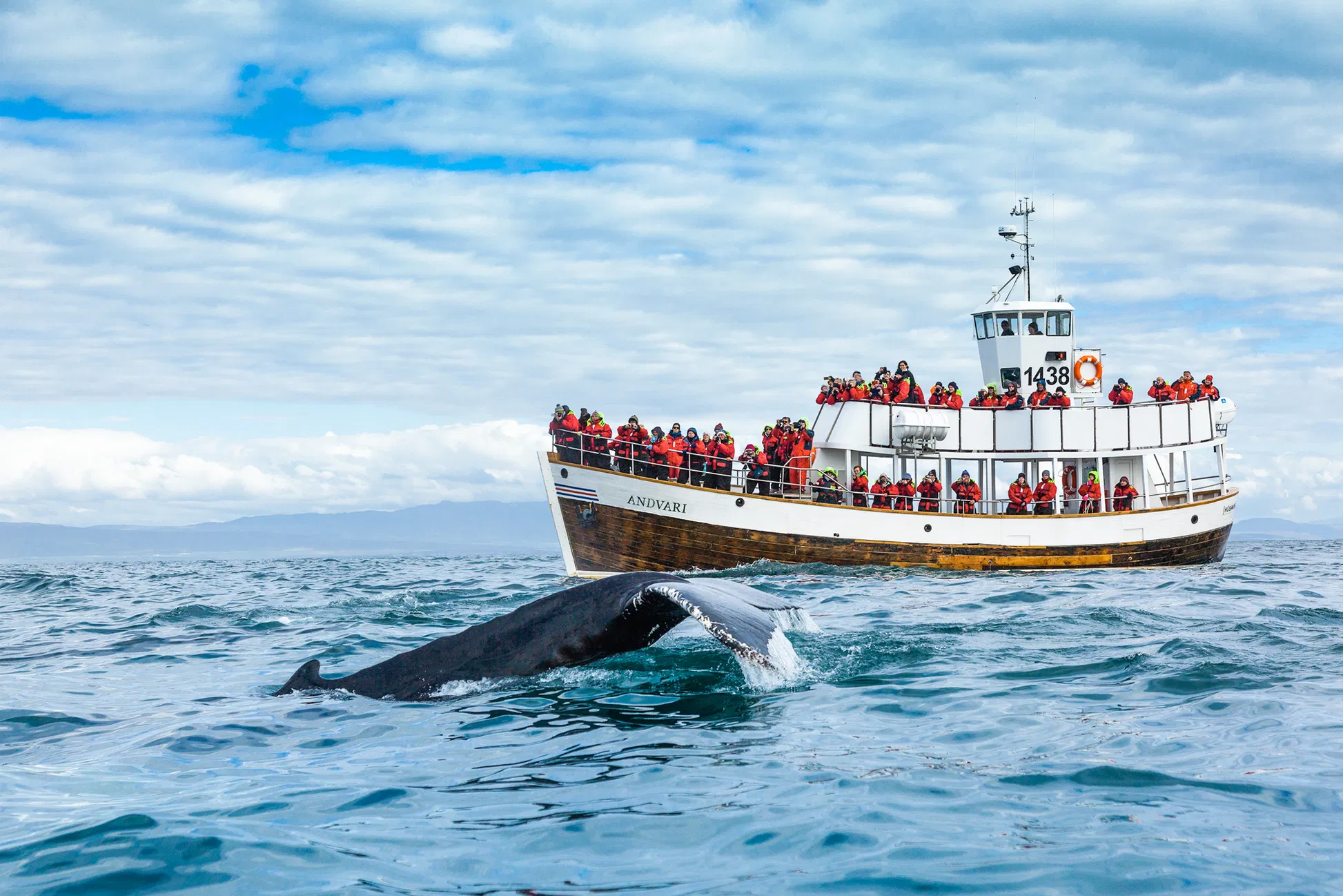 Iceland Silent Whale Watching Tour
