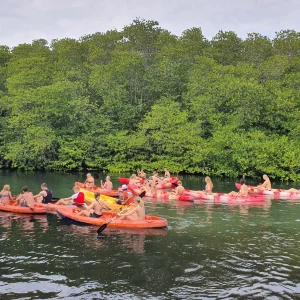 Manta Ray Snorkeling & Mangrove Kayaking Tour From Penida
