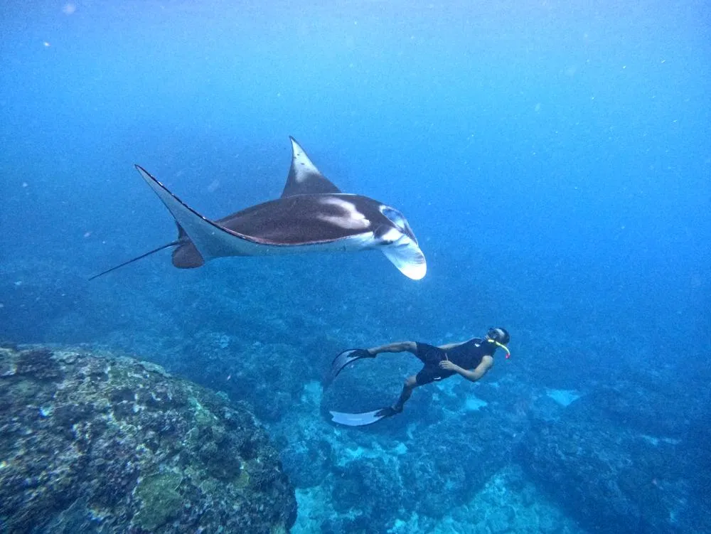 Manta Ray Snorkeling & Mangrove Kayaking Tour with Buffet Lunch