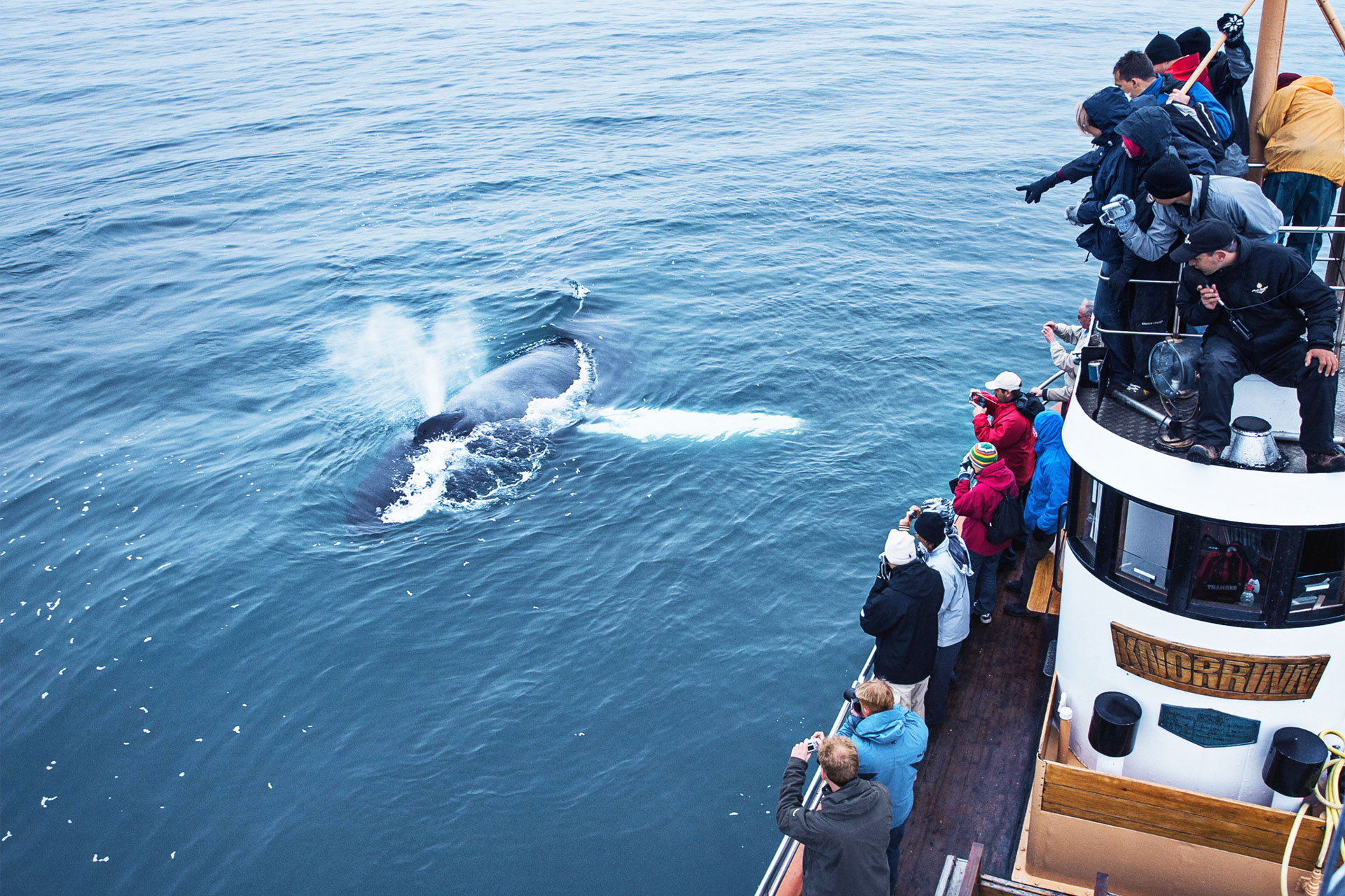 Whale Watching Tour of Eyjafjörður From Árskógssandur