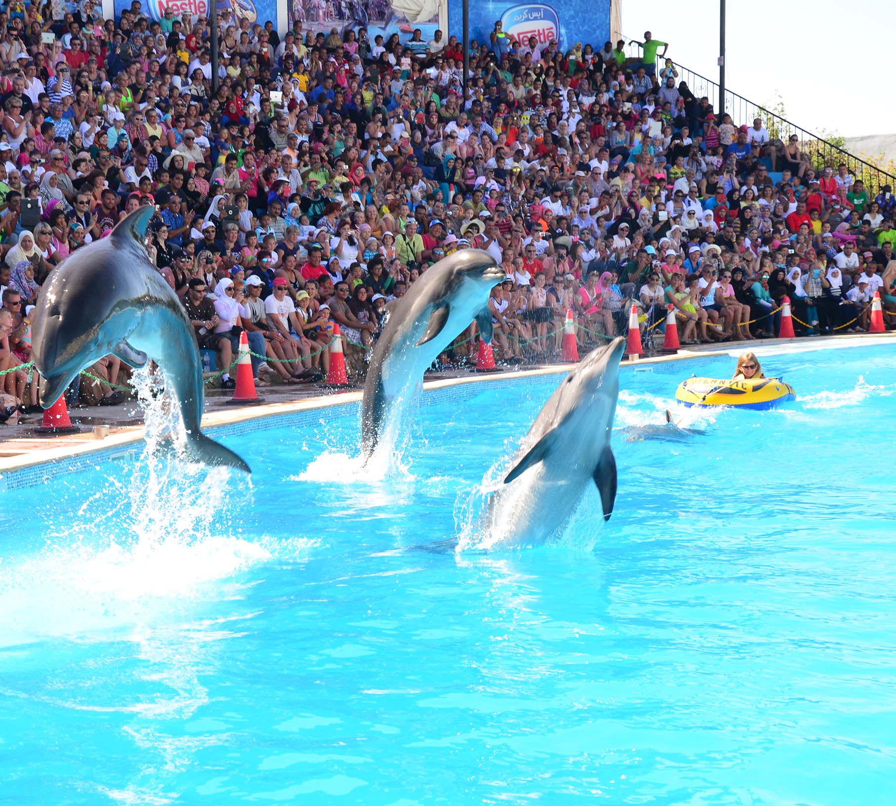 Dolphin Show & Swimming in Sharm EL Sheikh