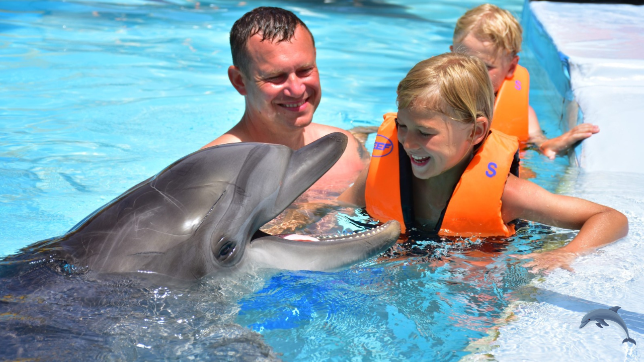 Dolphin Show & Swimming in Hurghada