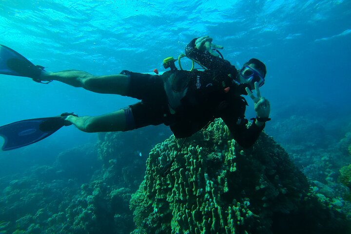 Yacht Trip and Swim with Dolphins