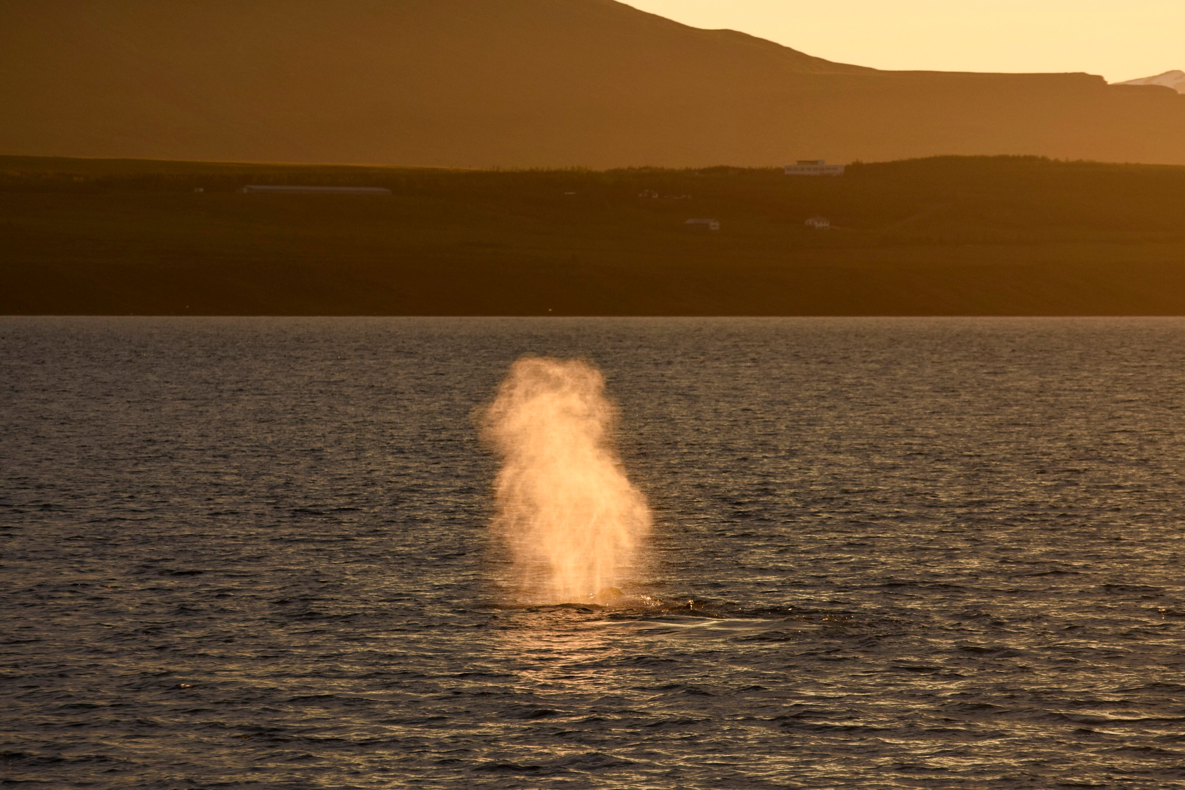 Akureyri Classic Whales in the Midnight Sun