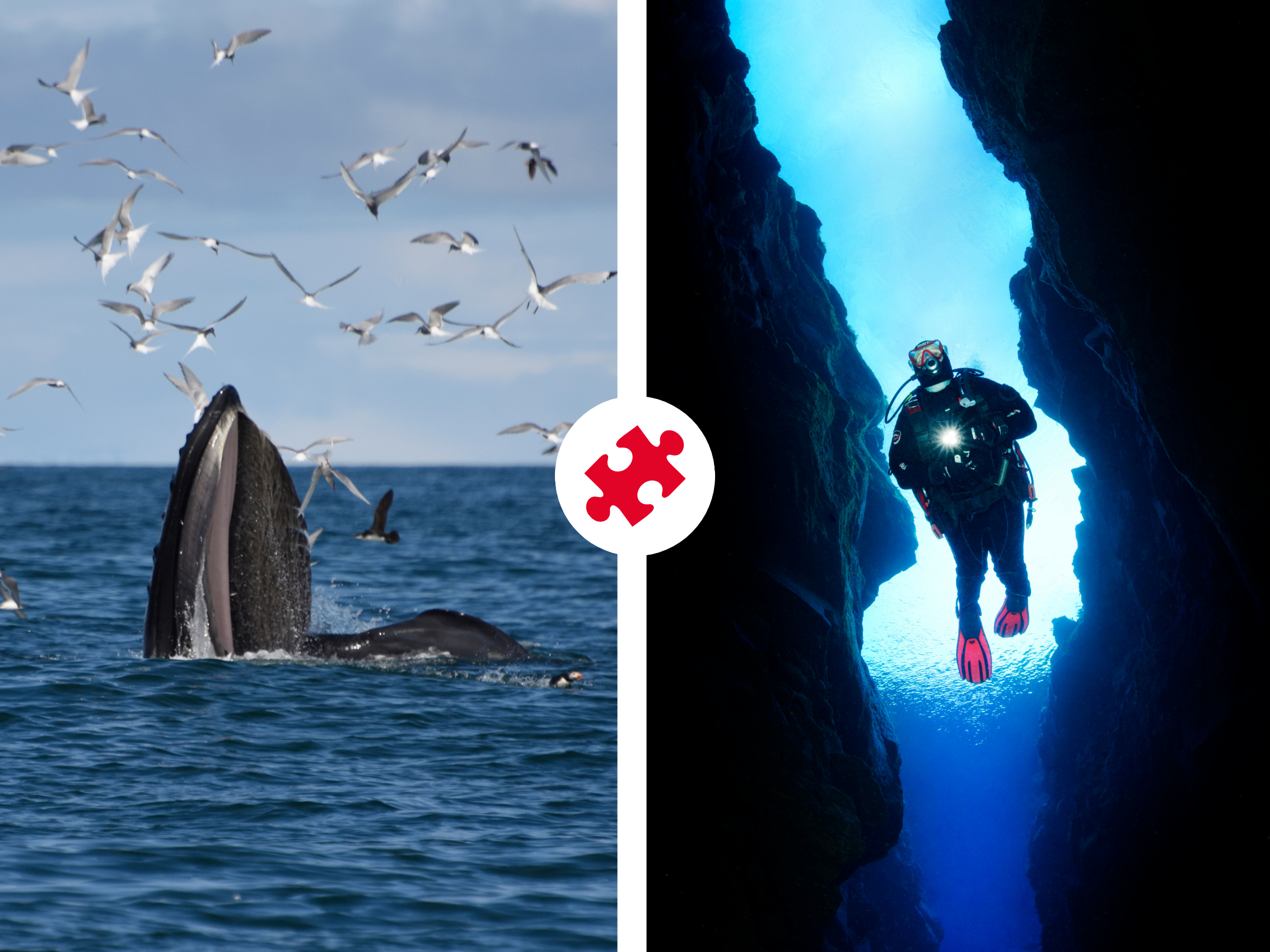 Reykjavík Whales & Diving