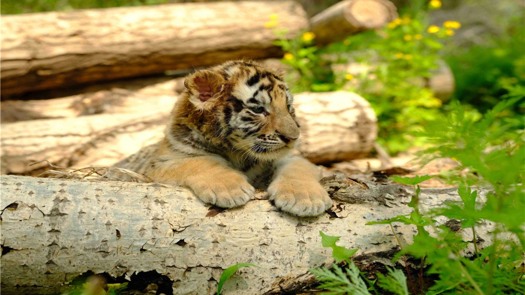 NO.1 Siberian Tiger Park in China General Package: Entrance+ Adventure Bus Ticket