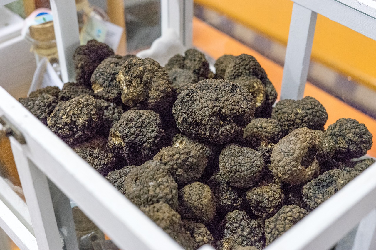 Truffle Hunt with Cooking Class with Lunch or Dinner and Wine Tasting in San Gimignano countryside