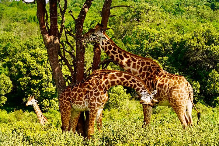 Tanzania Safari: Serengeti, Ngorongoro & Lake Manyara | Big Five Wildlife Experience