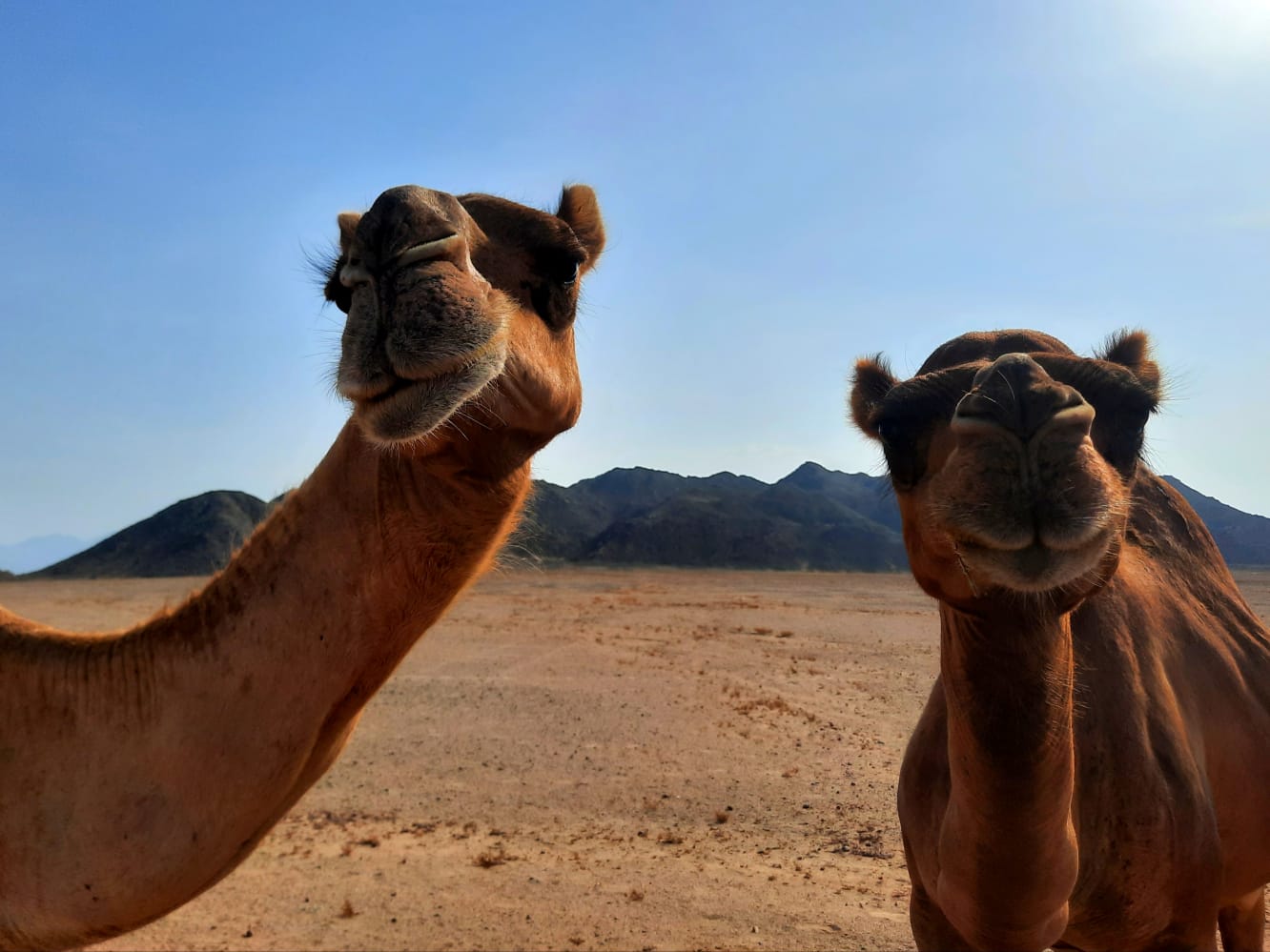 Private trip to wadi El Gemal from Marsa Alam.