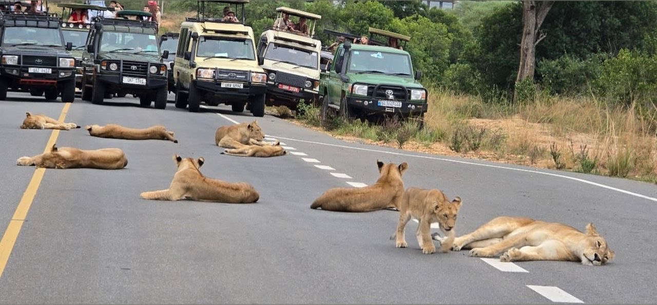 6 Days Wildlife and Kimpanzee Tour – Murchison Falls, Kibale Forest and Queen Elizabeth