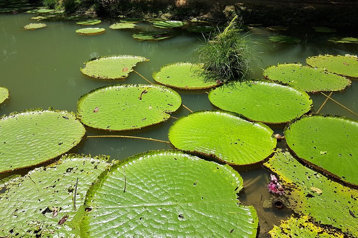 Amazon Natural Museums Combo (INPA and MUSA)
