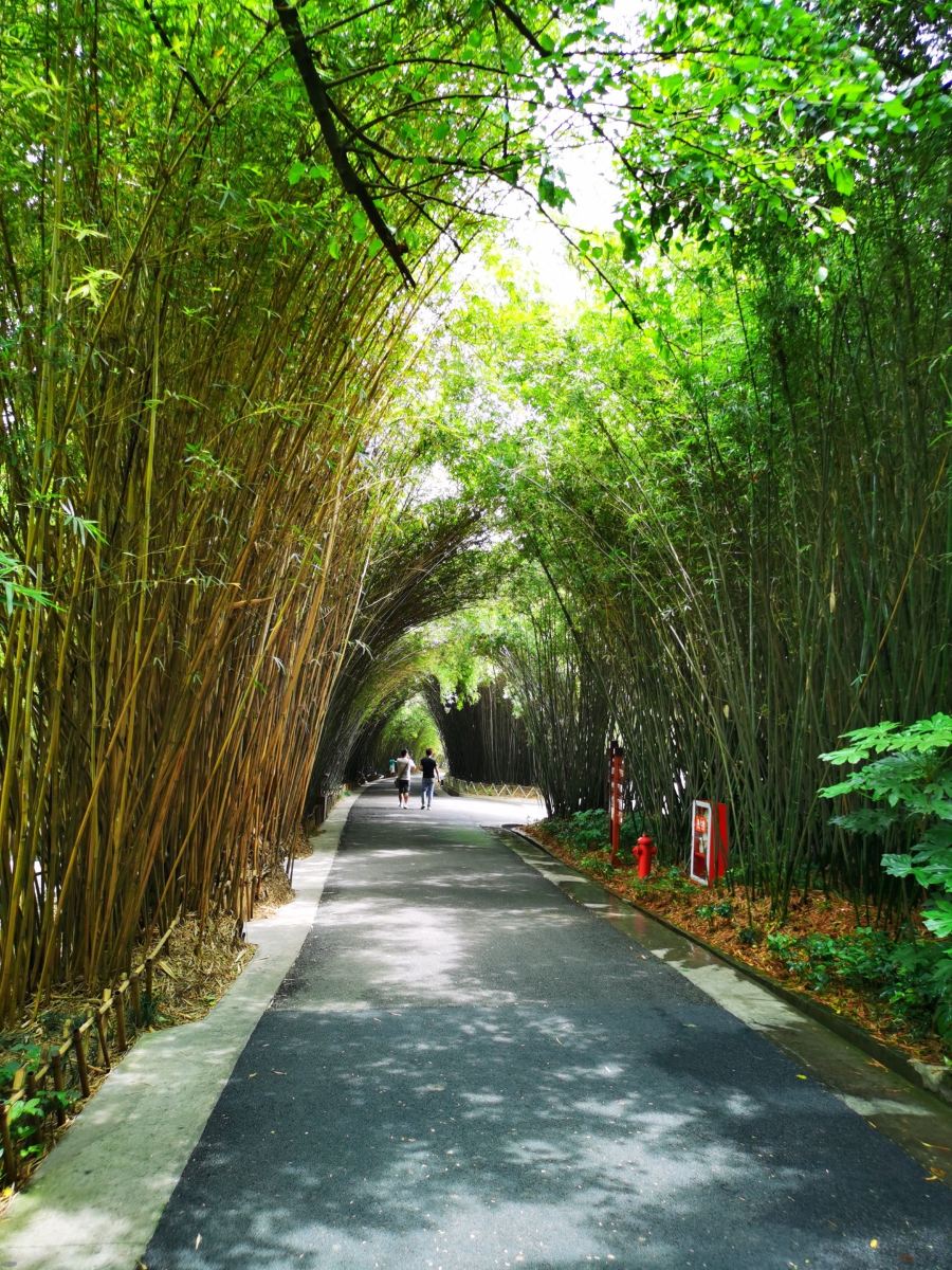 Chengdu Panda Park and Leshan Giant Buddha Daily Bus Tour with Tickets