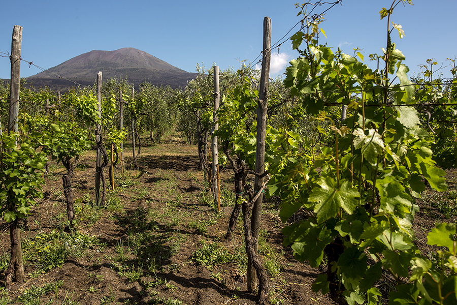 WINE TASTING on Vesuvius tour from Naples – Group Tour